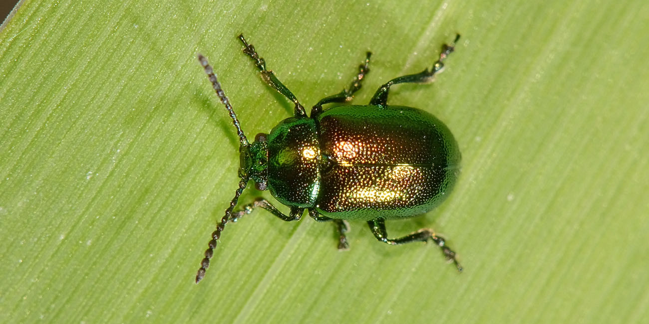 Chrysomelidae: Gastrophysa viridula viridula